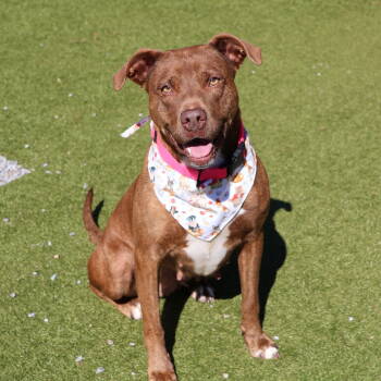 Rescue Pit Bull Terrier Dogs for Adoption in Rockaway, New Jersey - Hennessy Athens | PetCurious