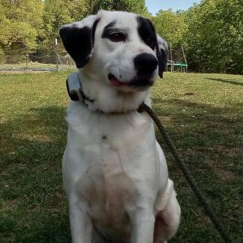 Great Pyrenees and Labrador Retriever Dogs Available for Adoption in Roanoke, Virginia - Toby | PetCurious