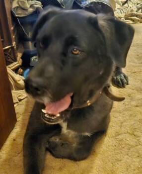 Audrey -  German Shepherd Dog and Belgian Shepherd Malinois Dog for Adoption in Carlsbad, California - Audrey | PetCurious