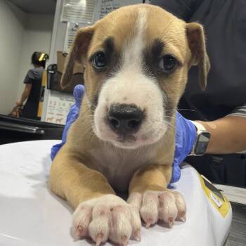 Boo -  Hound and Mixed Breed Dog for Adoption in Tampa, Florida - Boo | PetCurious