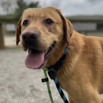 Labrador Retriever Dogs Available for Adoption in Phoenixville, Pennsylvania - Lt Phillip | PetCurious
