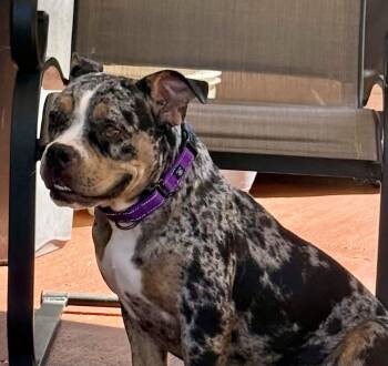 Suki -  American Bully Dog for Adoption in Concord Farr, Tennessee - Suki | PetCurious