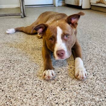 Labrador Retriever and Mixed Breed Dogs Available for Adoption in Brownsboro, Alabama - Tom | PetCurious