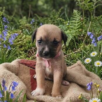 Shepherd Dogs Available for Adoption in Seguin, Texas - Tiger Lily | PetCurious