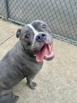 Pit Bull Terrier Dogs Available for Adoption - Lulu | PetCurious