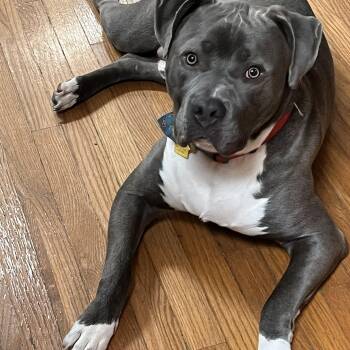 Rescue American Bully Dogs for Adoption in Sellersburg, Indiana - Loki | PetCurious