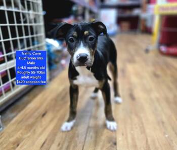 Rescue Black Mouth Cur and Terrier Dogs for Adoption in Oviedo, Florida - Traffic Cone | PetCurious