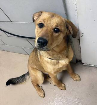 Mixed Breed Dogs Available for Adoption - Saran Wrap | PetCurious