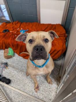 Dwayne -  Pit Bull Terrier and Boxer Dog for Adoption in Plymouth, Connecticut - Dwayne | PetCurious