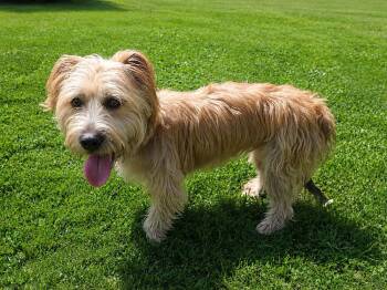 Brie -  Terrier Dog for Adoption - Brie | PetCurious