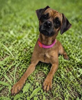 Pug and Beagle Dogs Available for Adoption in Malvern, Pennsylvania - Fiddlesticks | PetCurious