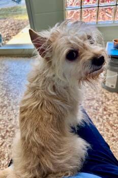 Rescue Maltese and Terrier Dogs for Adoption in Newnan, Georgia - Brie | PetCurious