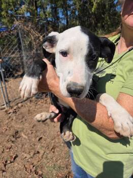 Busy Bee -  Border Collie and Mixed Breed Dog for Adoption in Zimmerman, Minnesota - Busy Bee | PetCurious