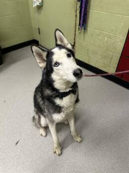 Siberian Husky Dogs Available for Adoption - THOR | PetCurious