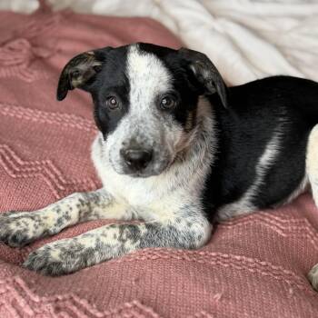Catahoula Leopard Dog and Plott Hound Dogs Available for Adoption - Penelope | PetCurious