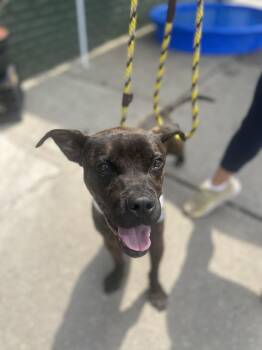 Rescue Boxer and Pit Bull Terrier Dogs for Adoption in Newark, New Jersey - Pez | PetCurious