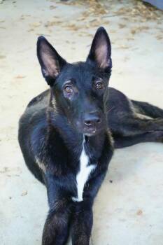 Belgian Shepherd Malinois Dogs Available for Adoption - Israel | PetCurious