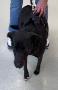 Black Labrador Retriever and Mixed Breed Dogs Available for Adoption - Nova2 | PetCurious