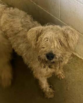 Schnauzer and Mixed Breed Dogs Available for Adoption in Bowling Green, Kentucky - Zena | PetCurious