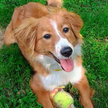 CT Izzy -  Australian Shepherd and Mixed Breed Dog for Adoption in Eastford, Connecticut - CT Izzy | PetCurious