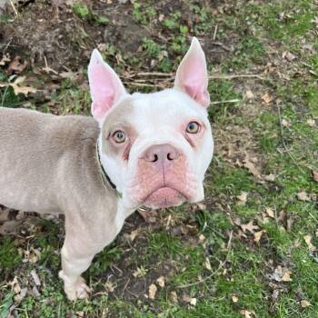 Pit Bull Terrier Dogs Available for Adoption - Bunny | PetCurious