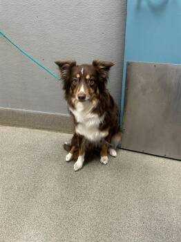 BELLE -  Australian Shepherd Dog for Adoption in Las Vegas, Nevada - BELLE | PetCurious