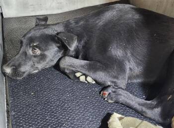 KENNY -  Terrier Dog for Adoption in San Antonio, Texas - KENNY | PetCurious