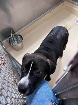 Otis -  Pit Bull Terrier Dog for Adoption in Burgaw, North Carolina - Otis | PetCurious