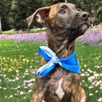 Jellybean -  American Bulldog Dog for Adoption in Kingman, Arizona - Jellybean | PetCurious