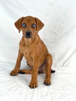 Shelby the stunning hound mix -  Hound and Husky Dog for Adoption in Muskego, Wisconsin - Shelby The Stunning Hound Mix | PetCurious