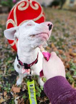 Rescue Australian Shepherd and Aussiedoodle Dogs for Adoption in Fort Wayne, Indiana - Wendy | PetCurious