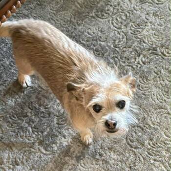 Taco -  Chihuahua Dog for Adoption in Hurricane, Utah - Taco | PetCurious