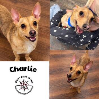 Charile -  Chihuahua and Terrier Dog for Adoption in Princeton, British Columbia - Charile | PetCurious