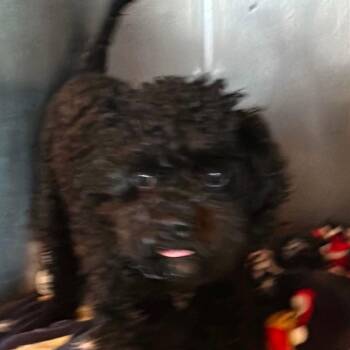 Pierre -  Poodle Dog for Adoption in Loves Park, Illinois - Pierre | PetCurious