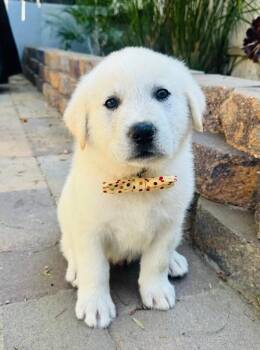 Great Pyrenees Dogs Available for Adoption in Los Angeles, California - Maverick | PetCurious