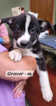 Grover -  Labrador Retriever Dog for Adoption in Hillside, Illinois - Grover | PetCurious