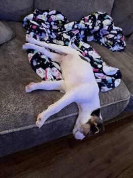 Terrier Dogs Available for Adoption - Bart | PetCurious