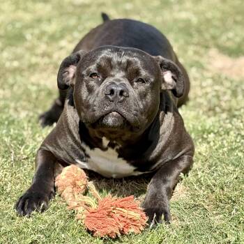 American Bully Dogs Available for Adoption in Longview, Texas - Chip | PetCurious