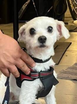 GRACIE -  Poodle Dog for Adoption in Langley Township, British Columbia - GRACIE | PetCurious