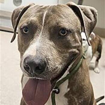 Sturgeon - URGENT -  Pit Bull Terrier Dog for Adoption in Thousand Oaks, California - Sturgeon - URGENT | PetCurious