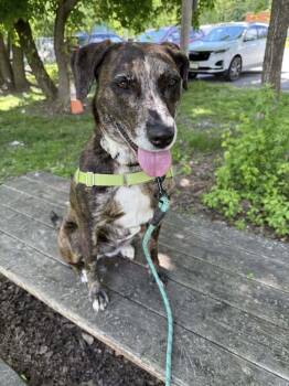 Rescue Catahoula Leopard Dog Dogs for Adoption in Elmsford, New York - Katie | PetCurious