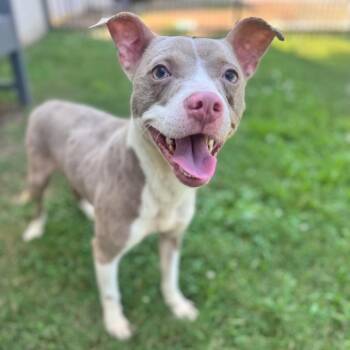 Slim Shady -  Mixed Breed and None Dog for Adoption in Brownsboro, Alabama - Slim Shady | PetCurious