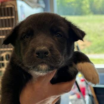 Hound and Pit Bull Terrier Dogs Available for Adoption in Madisonville, Tennessee - Polaris | PetCurious