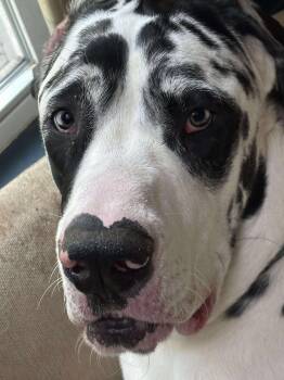 Rescue Great Dane and Mastiff Dogs for Adoption in Kingston, Massachusetts - Murphy | PetCurious