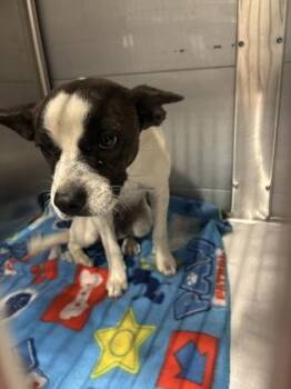 Appletini -  Terrier and Mixed Breed Dog for Adoption in Fresno, California - Appletini | PetCurious