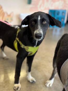 Mary Jane -  Labrador Retriever and Border Collie Dog for Adoption in Lockhart, Texas - Mary Jane | PetCurious