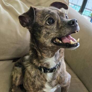 Terrier Dogs Available for Adoption in Shelby, North Carolina - Larry | PetCurious