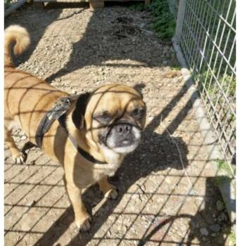 Mr. Mime -  Pug Dog for Adoption in Terre Haute, Indiana - Mr. Mime | PetCurious