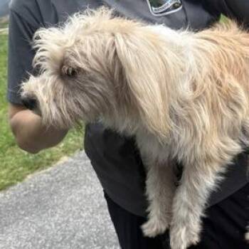 Vanilla Ice -  Havanese and Mixed Breed Dog for Adoption in East Hanover, New Jersey - Vanilla Ice | PetCurious