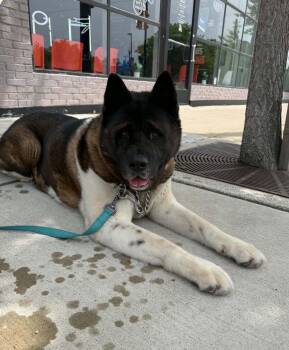 Panda -  Akita Dog for Adoption in Chicago, Illinois - Panda | PetCurious